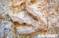 恐龍腳印化石