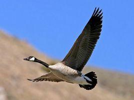 飛鴻羽翼 飛鴻羽翼