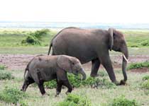 （圖）安波塞利