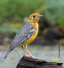 橙頭地鶇海南亞種 橙頭地鶇海南亞種