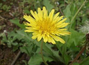 蔥嶺蒲公英 蔥嶺蒲公英