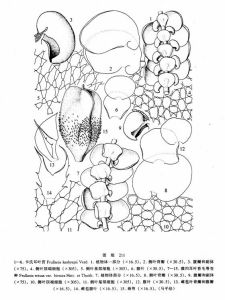 卡氏耳葉苔 卡氏耳葉苔