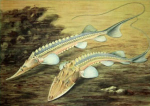 小阿姆擬鱘 小阿姆擬鱘