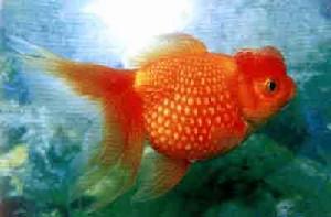 紅皇冠珍珠金魚 紅皇冠珍珠金魚