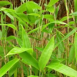 光葉箬竹 光葉箬竹