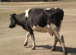 奶牛流行性淋巴管炎 奶牛流行性淋巴管炎