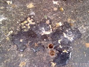 新城疫病毒 新城疫病毒