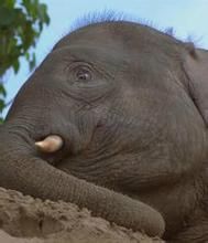 法爾考象 法爾考象