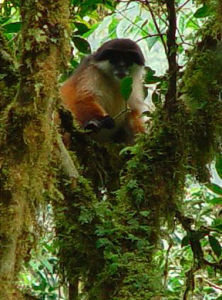 東方紅疣猴 東方紅疣猴