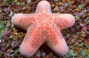 粒皮瘤海星 粒皮瘤海星