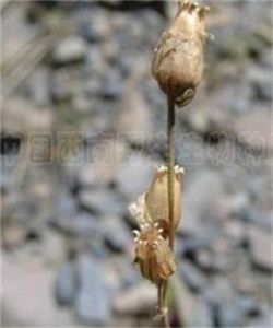 喇嘛蠅子草 喇嘛蠅子草