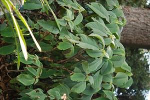 貴州半蒴苣苔 貴州半蒴苣苔