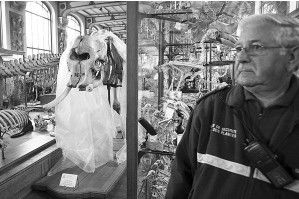 被割斷左側象牙的母象骨架標本