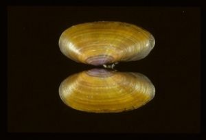 雙線紫蛤 雙線紫蛤