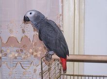 非洲灰鸚鵡