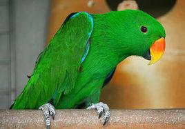 腐屍鸚鵡 腐屍鸚鵡