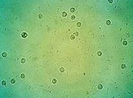 全身毛髮呈灰白色