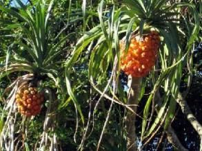 陰脈鱗蓋蕨 陰脈鱗蓋蕨