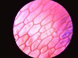 細胞組織 細胞組織