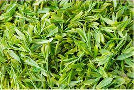 石台名茶霧裡青 石台名茶霧裡青