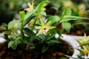 蝴蝶蘭型石斛 蝴蝶蘭型石斛