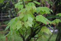 梧桐白皮 梧桐白皮