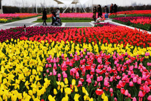 東西湖鬱金香主題公園