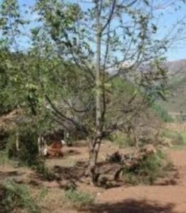 吳家台子村 吳家台子村