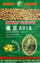 濮豆6018
