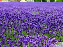 花語[用花表達的語言]