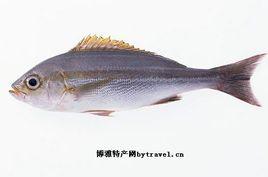 遠安西河魚 遠安西河魚
