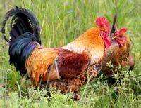 黃羽烏骨雞 黃羽烏骨雞