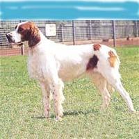 愛爾蘭紅白獵犬