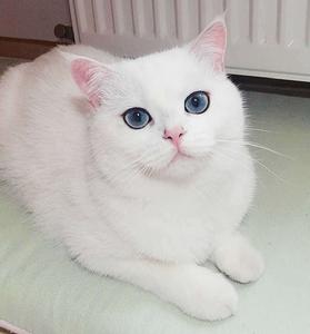 英短銀漸層 英短銀漸層