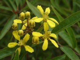 金虎尾目 金虎尾目