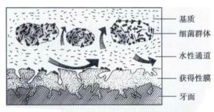 牙菌斑生物膜 牙菌斑生物膜