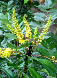 十大功勞 十大功勞