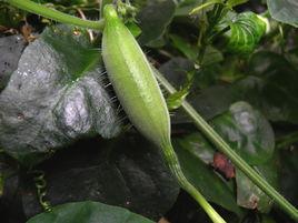 老鼠瓜[罌粟目白花菜科植物]