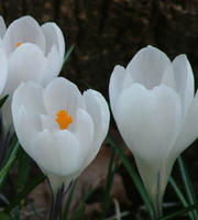 （圖）白番紅花