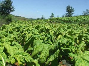 腦嘎自然村 腦嘎自然村