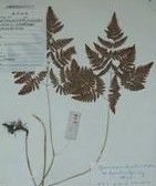 大羽節蕨 大羽節蕨