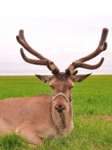 馬鹿[哺乳動物]