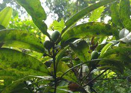 薄葉紅厚殼 薄葉紅厚殼