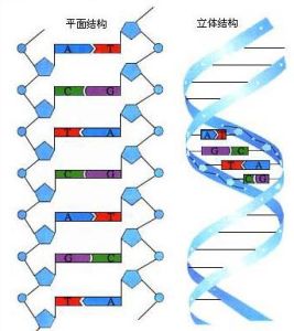單鏈DNA 單鏈DNA