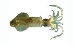 槍烏賊科 槍烏賊科