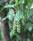 棱枝五味子 棱枝五味子