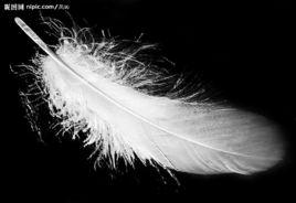 白羽[漢語辭彙]