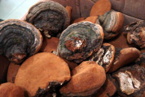 貝狀木層孔菌 貝狀木層孔菌