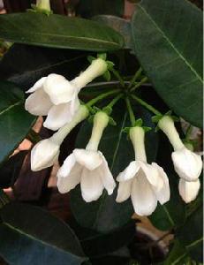 馬達加斯加茉莉 馬達加斯加茉莉