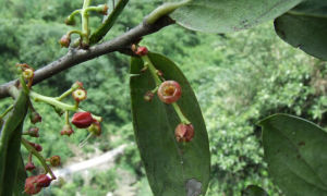 紅花越桔 紅花越桔